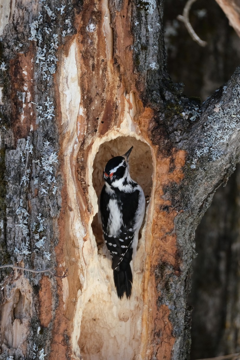 Hairy Woodpecker - ML632540862