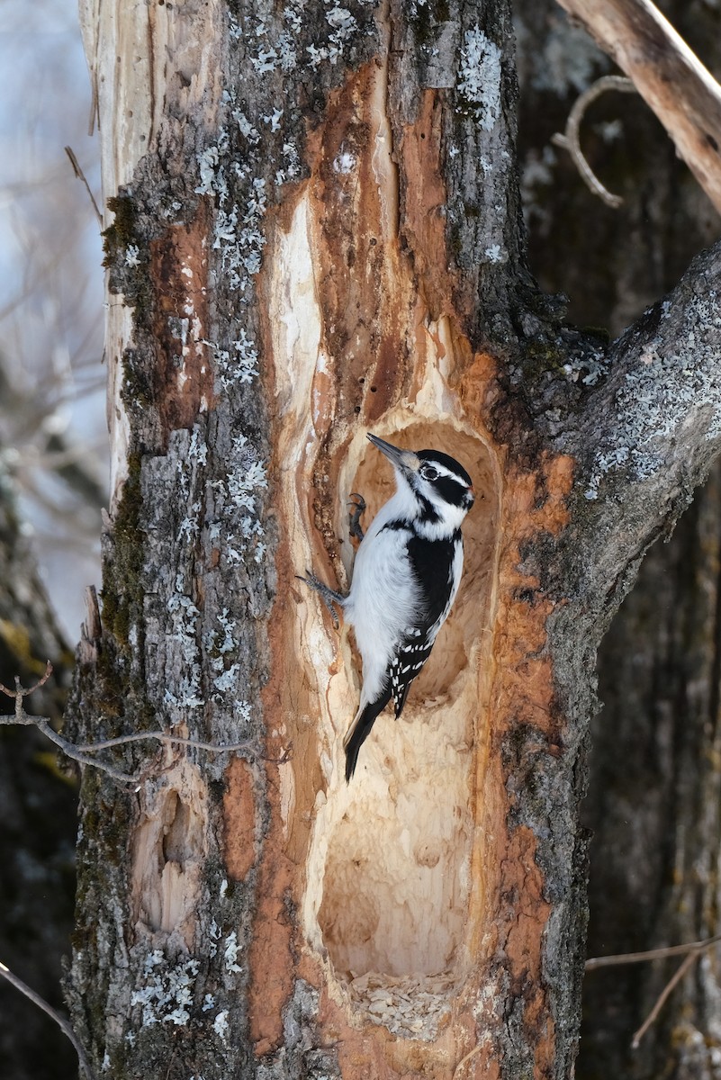 Hairy Woodpecker - ML632540863