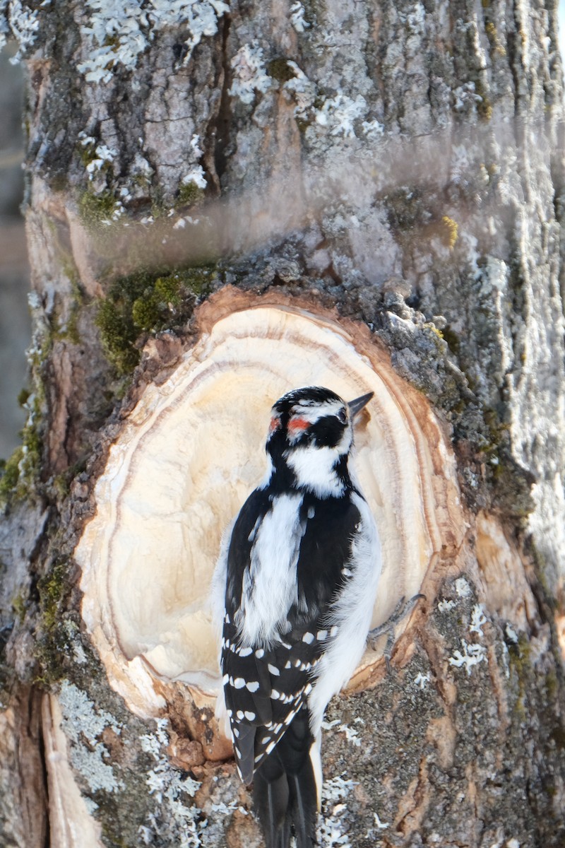 Hairy Woodpecker - ML632540865