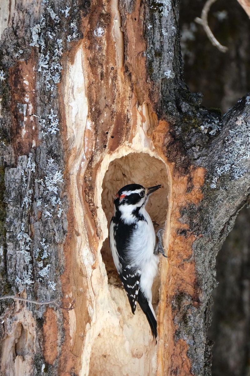 Hairy Woodpecker - ML632540866