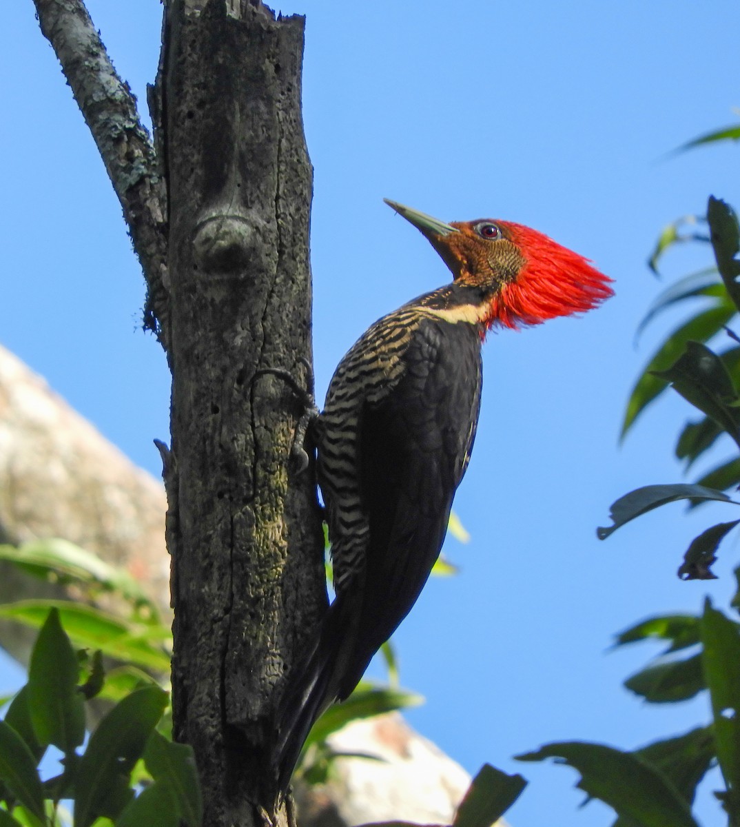 Helmeted Woodpecker - ML632540890