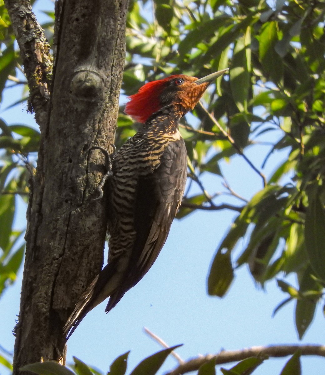 Helmeted Woodpecker - ML632540891