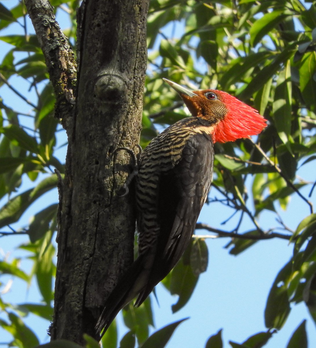 Helmeted Woodpecker - ML632540892