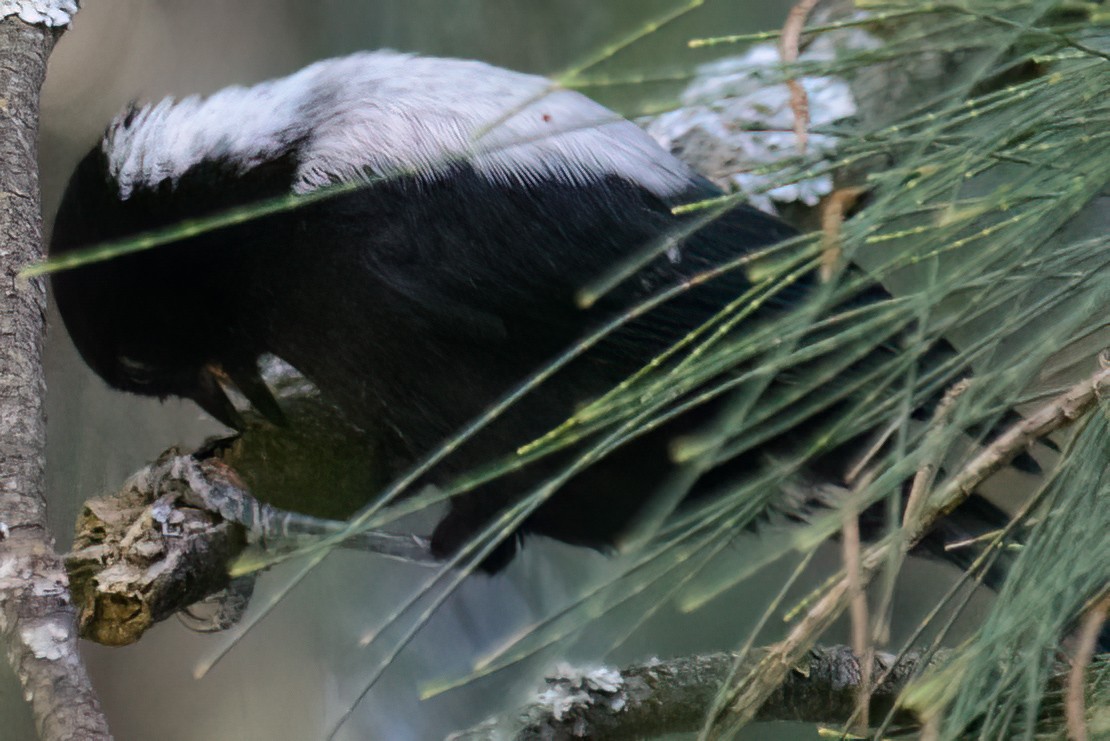 White-backed Black-Tit - ML632541155