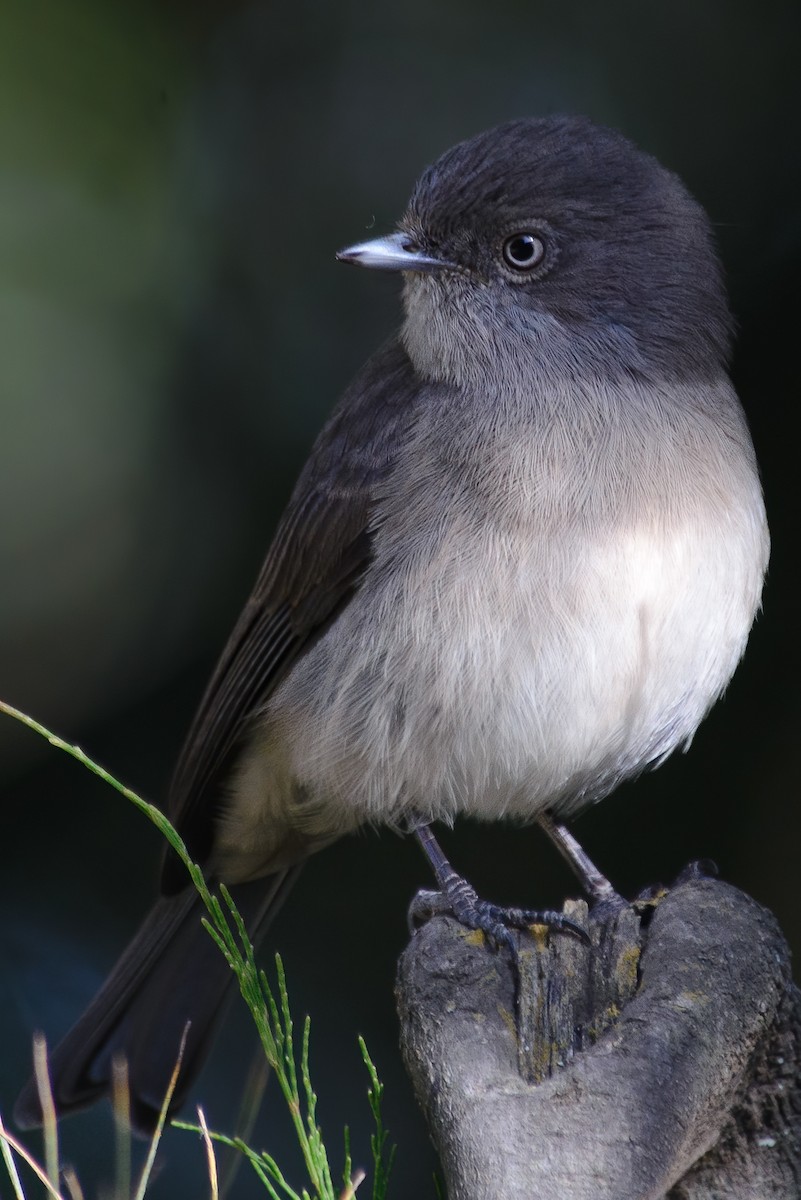Abyssinian Slaty-Flycatcher - ML632541157