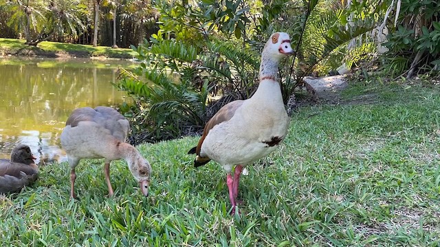 Egyptian Goose - ML632541179