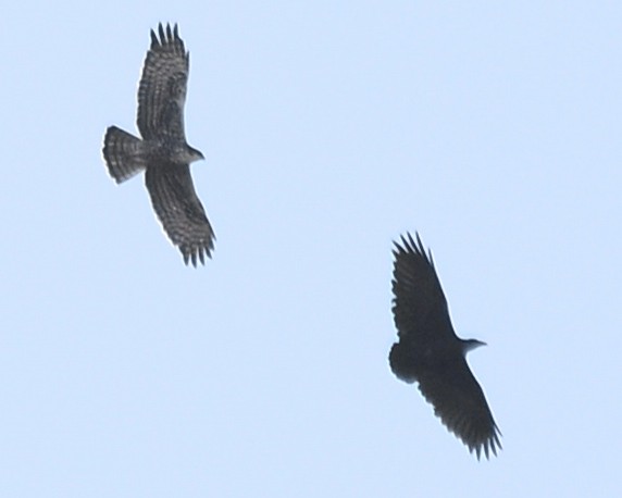 Fan-tailed Raven - ML632541192