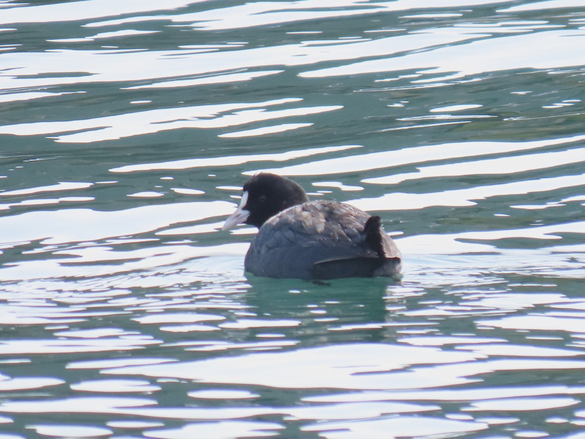Eurasian Coot - ML632541228