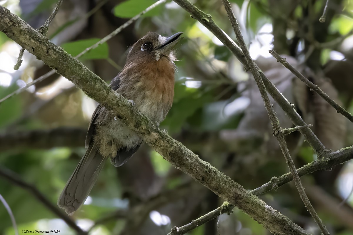 Moustached Puffbird - ML632541271
