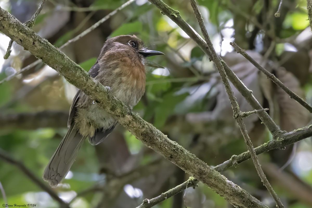 Moustached Puffbird - ML632541272