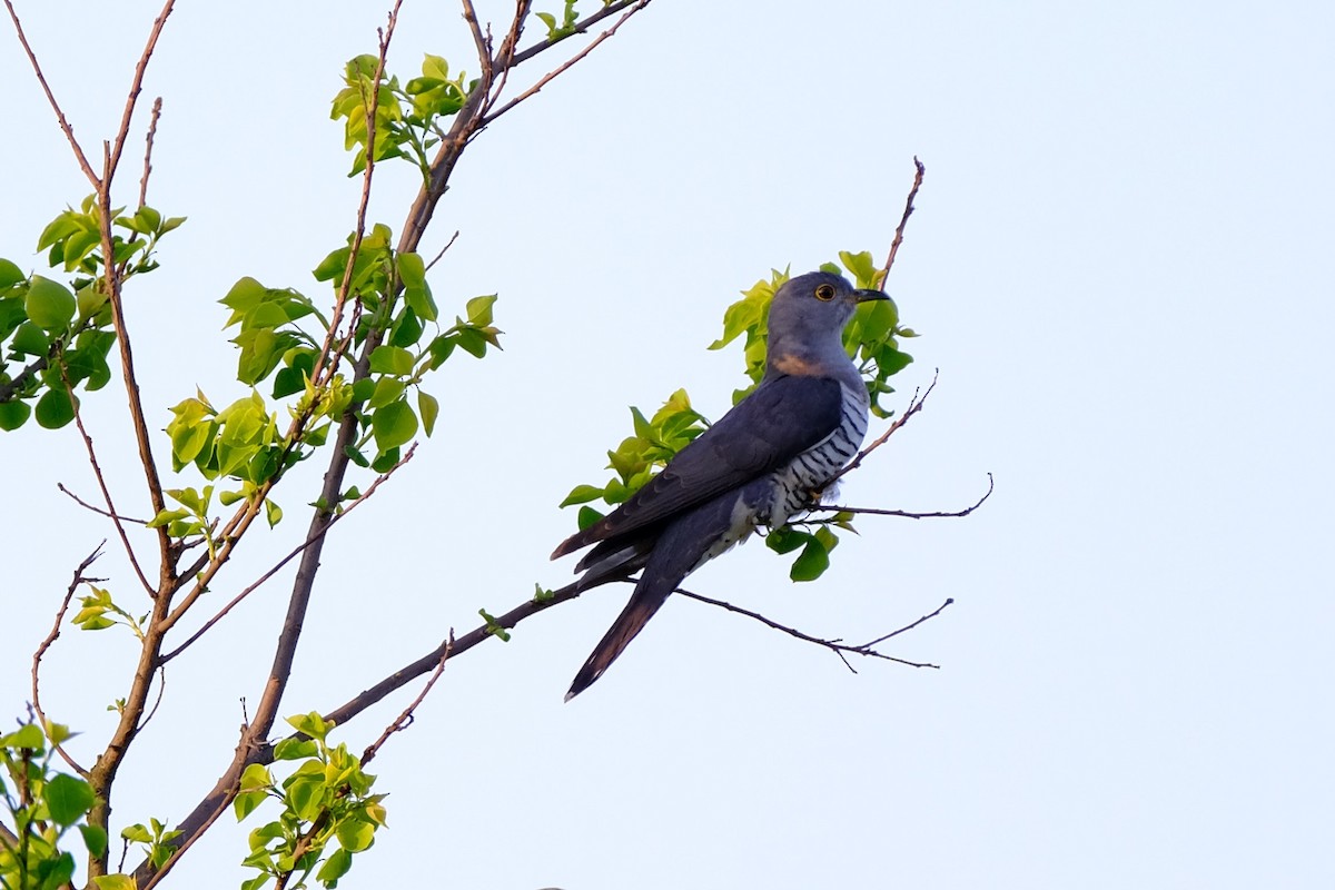 Oriental Cuckoo - ML632541404