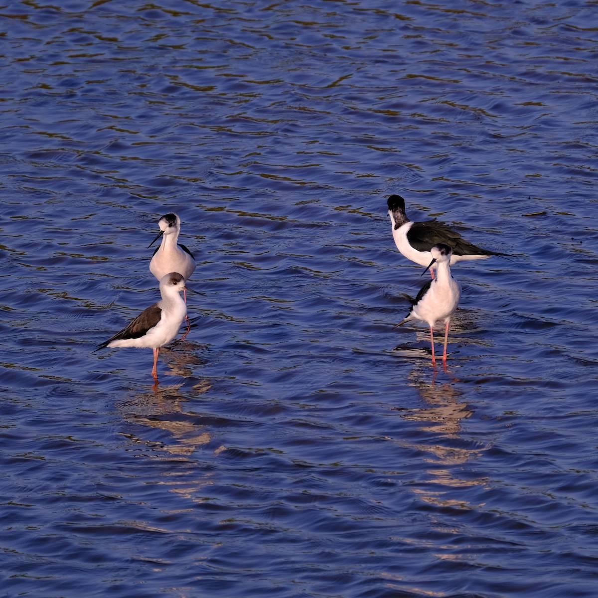 Black-winged Stilt - ML632541410