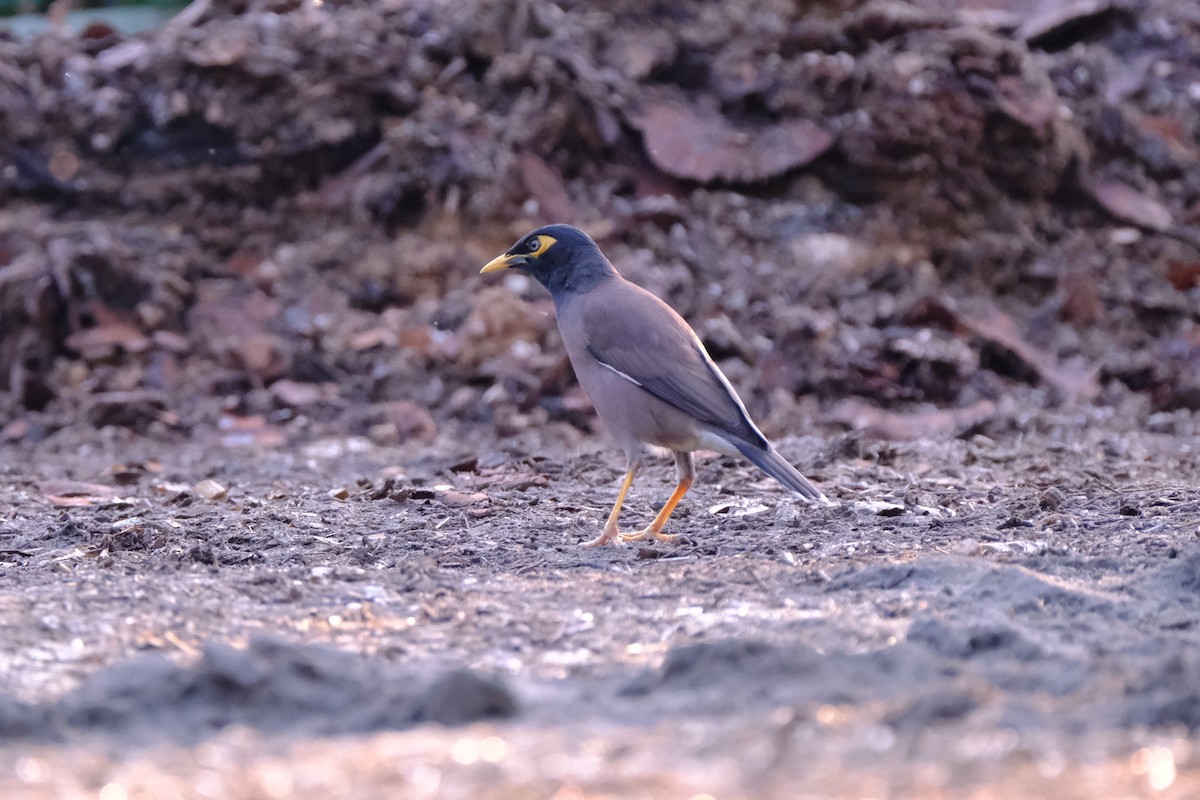 Common Myna - ML632541416