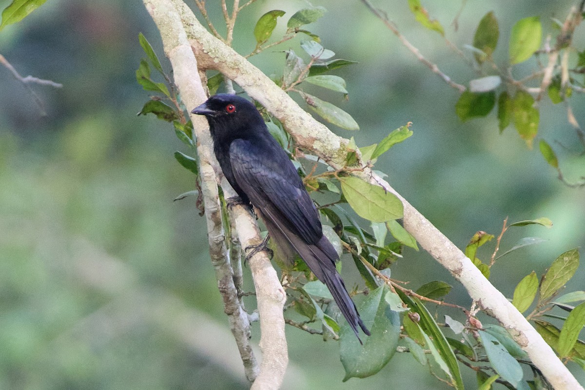 Velvet-mantled Drongo - ML632541419