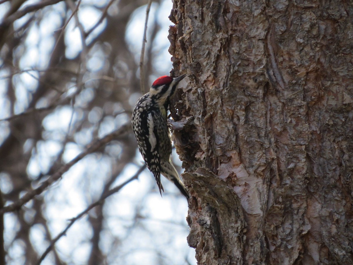 シルスイキツツキ - ML632541507