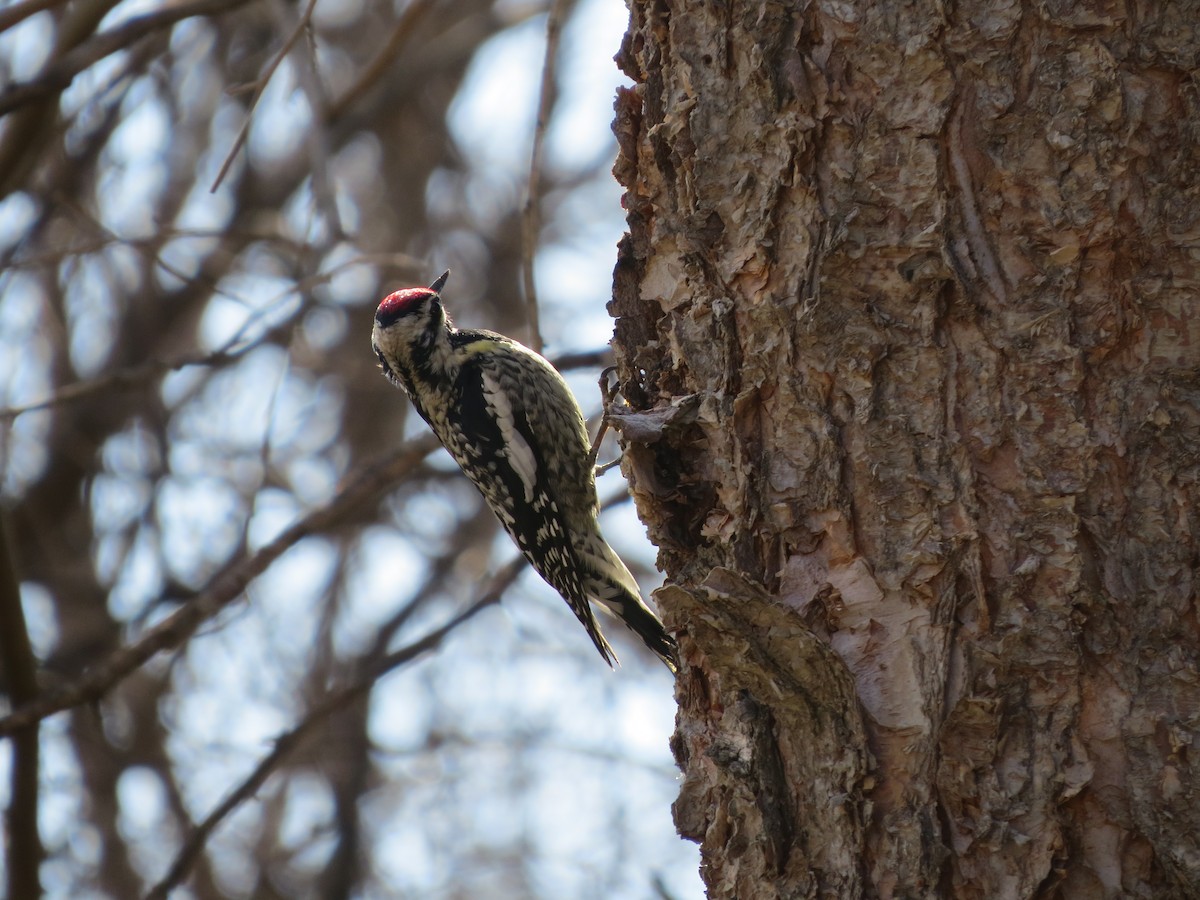 シルスイキツツキ - ML632541508