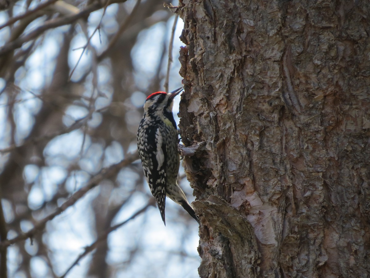 シルスイキツツキ - ML632541512