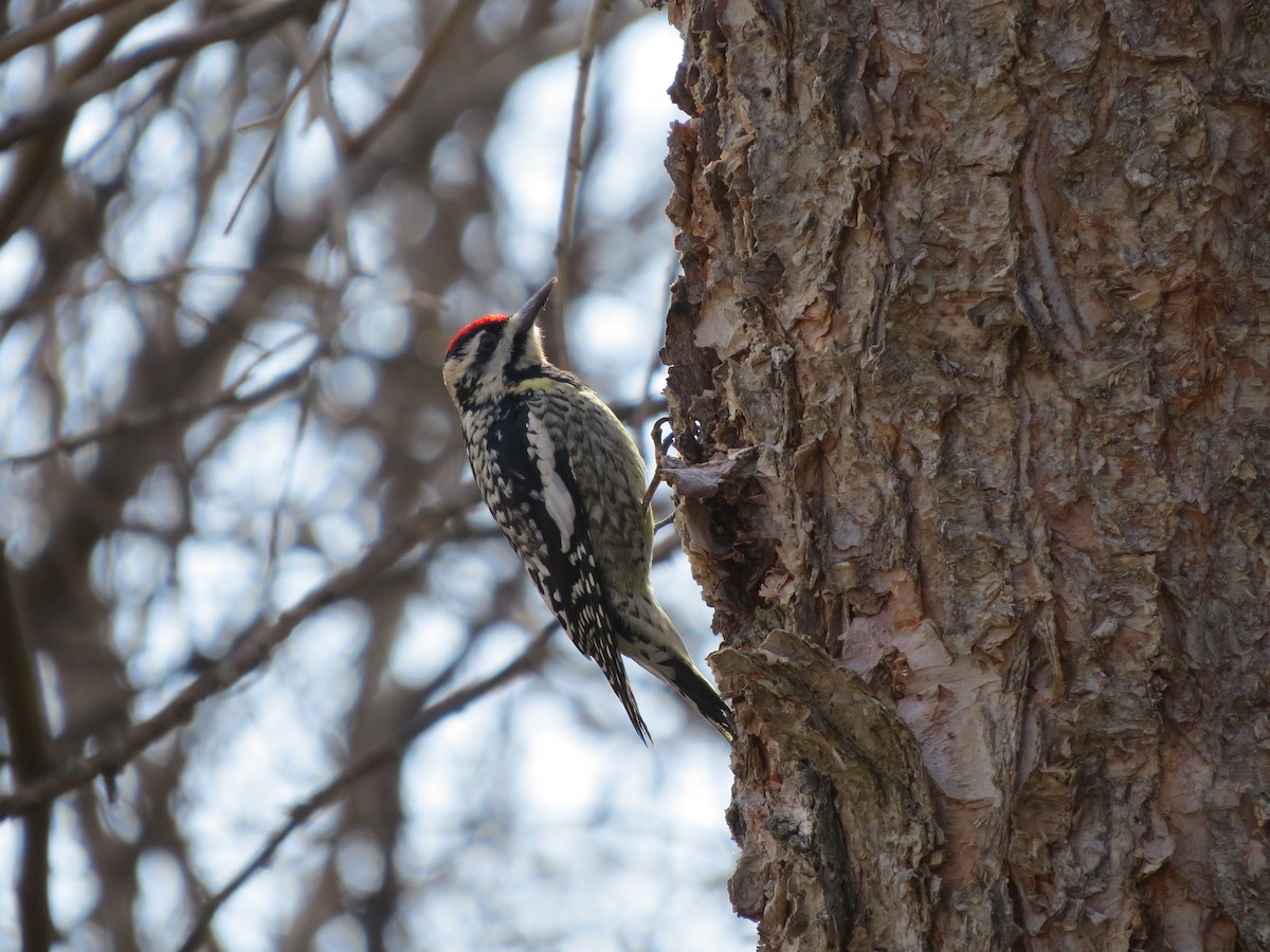シルスイキツツキ - ML632541513