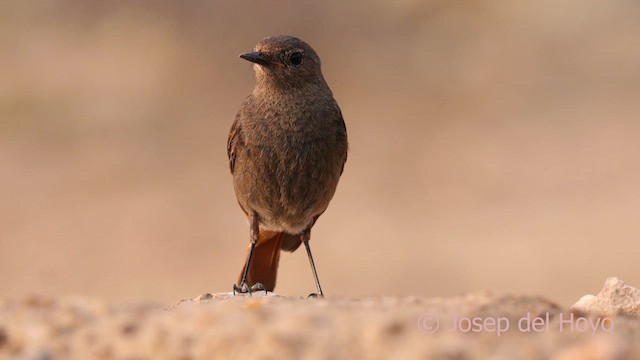 Black Redstart (Western) - ML632541610