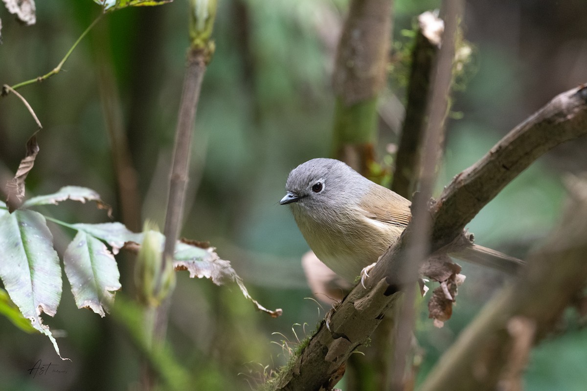 David's Fulvetta - ML632541762