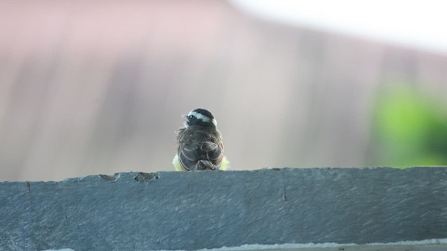Rusty-margined Flycatcher - ML632541799