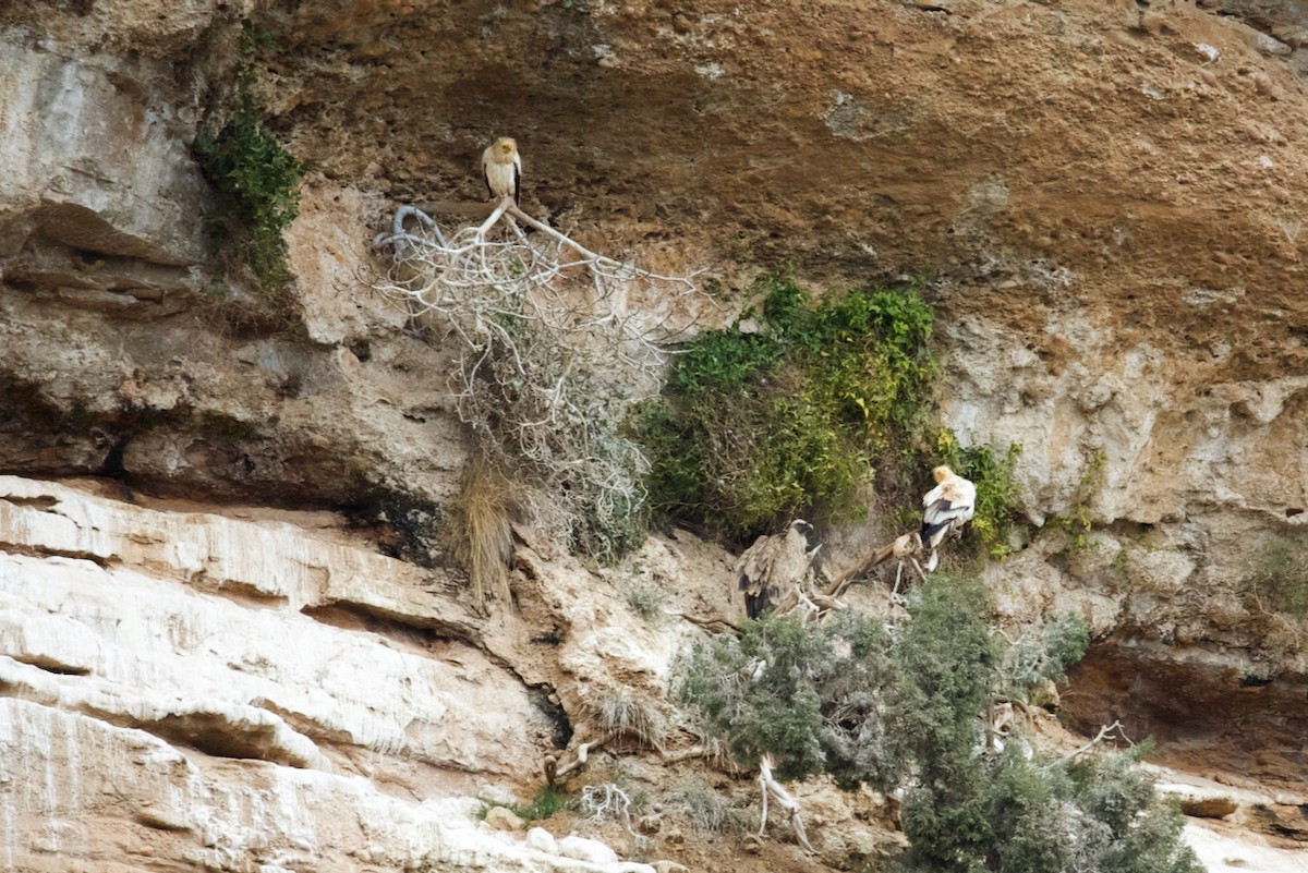 Egyptian Vulture - ML632541972