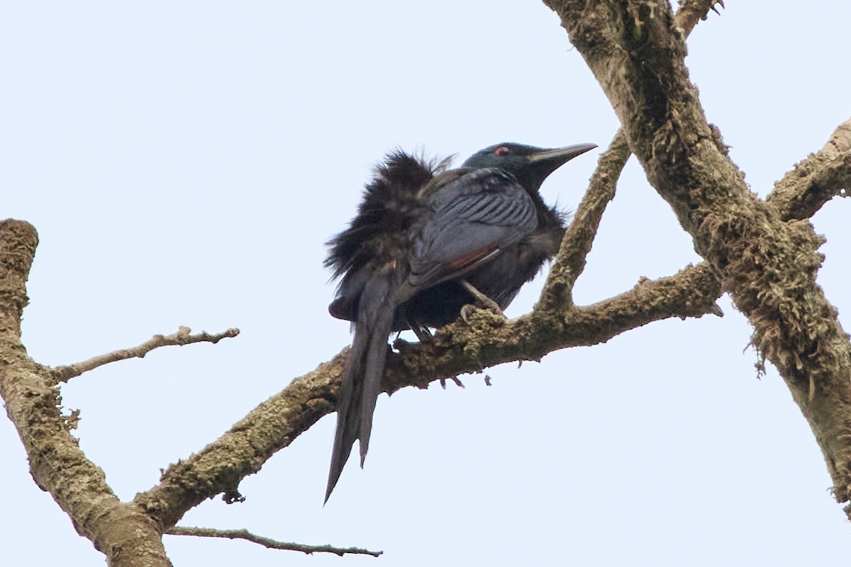Chestnut-winged Starling - ML632541974