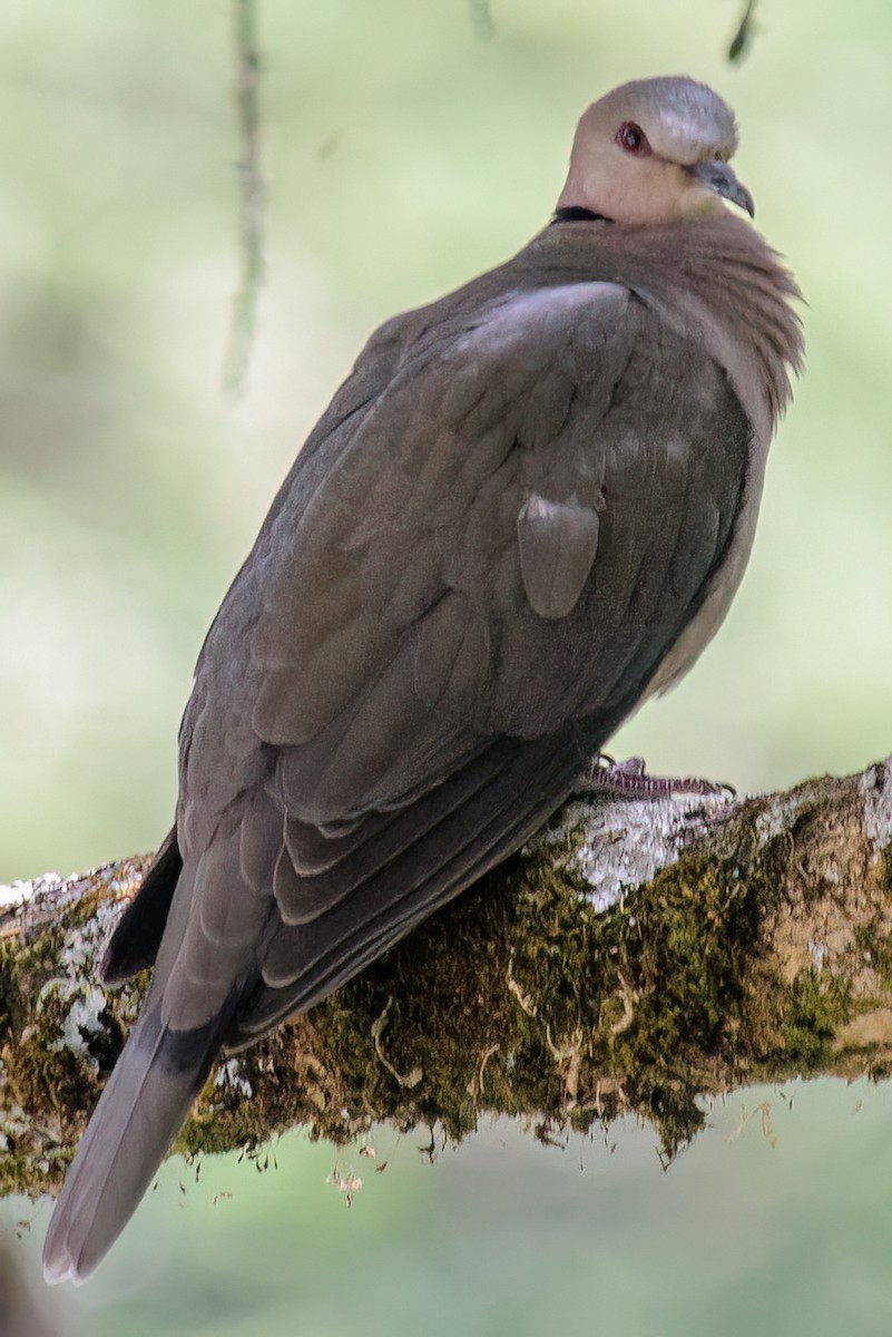 Red-eyed Dove - ML632542012