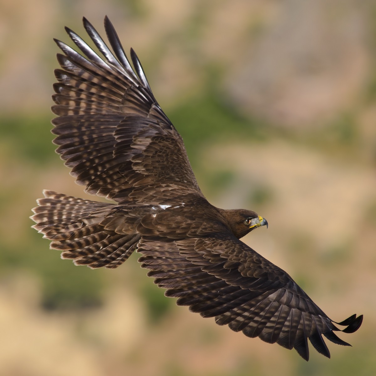 Augur Buzzard - ML632542029