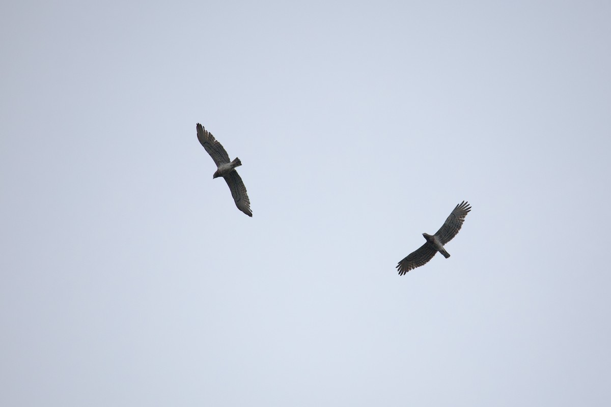 Short-toed Snake-Eagle - ML632542046