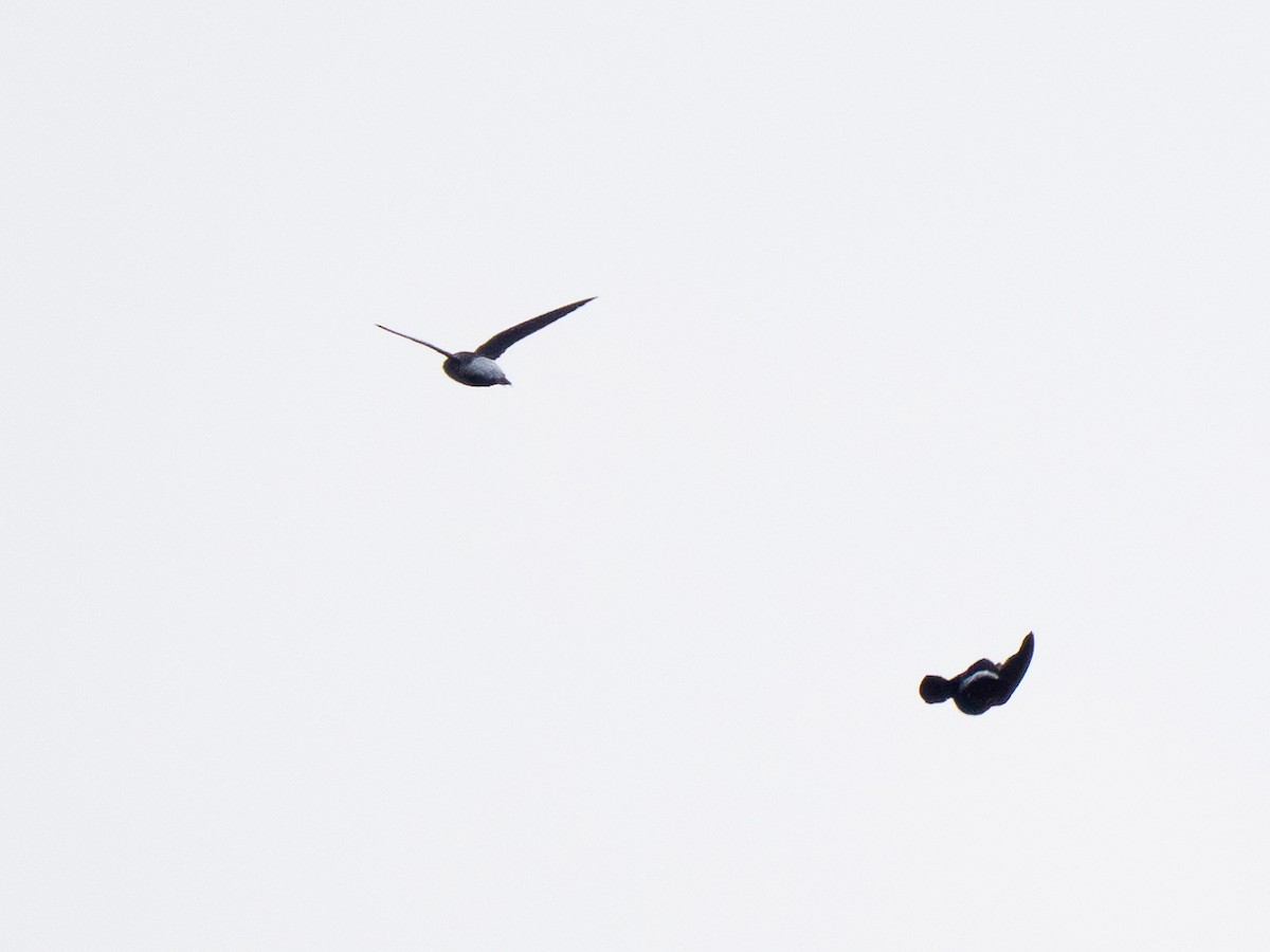 Pale-rumped Swift - ML632542170