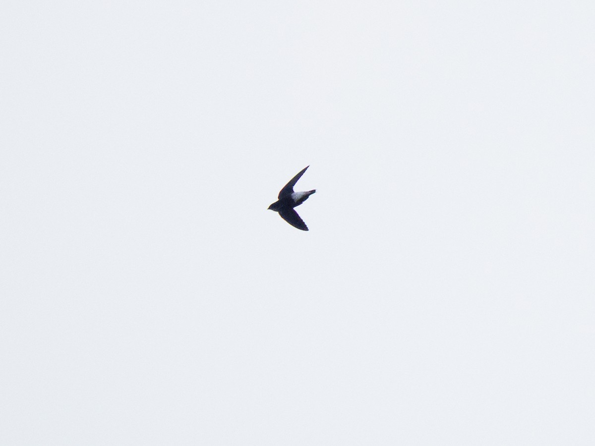 Pale-rumped Swift - ML632542175