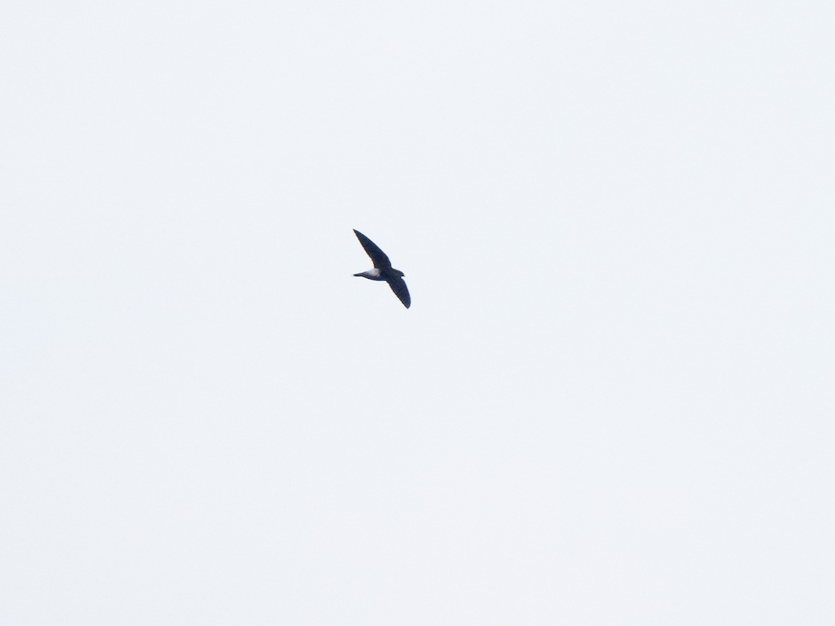 Pale-rumped Swift - ML632542176