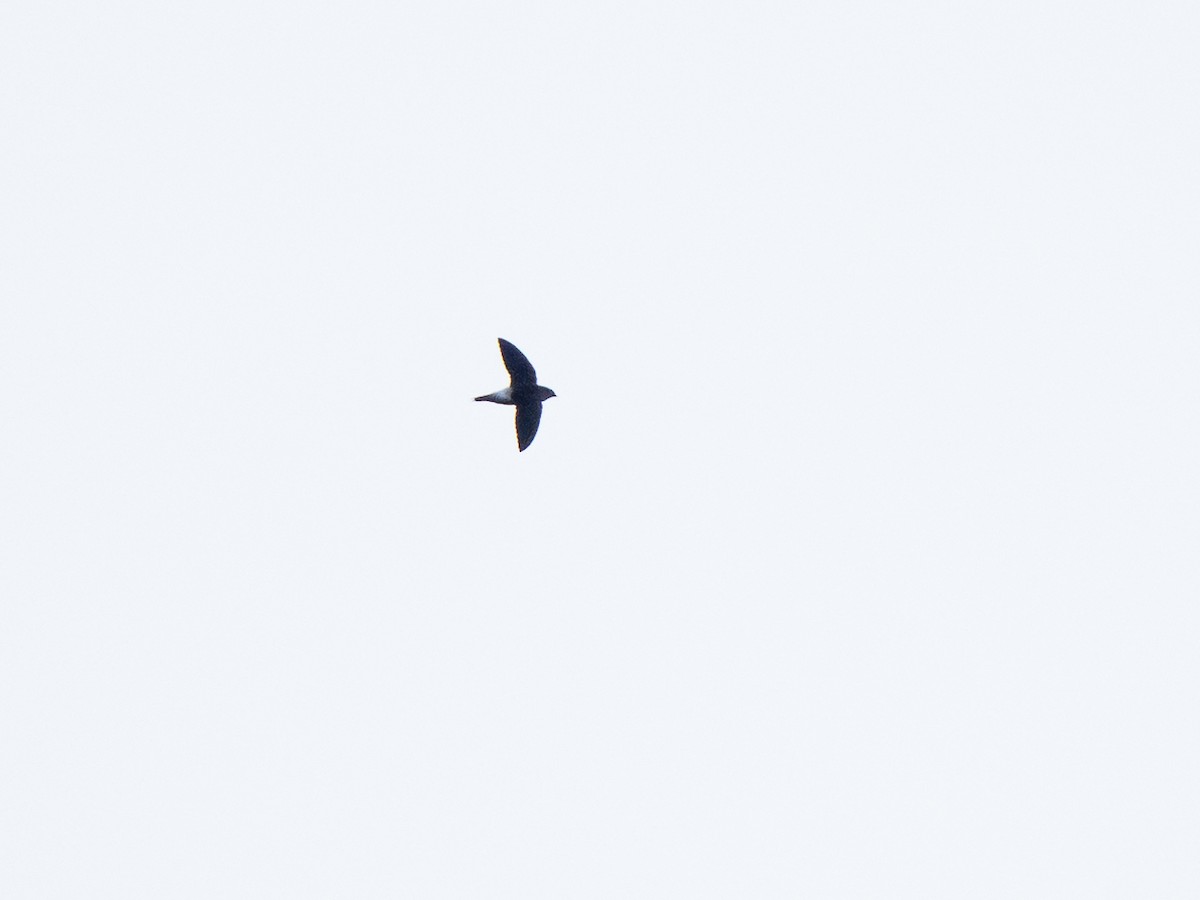 Pale-rumped Swift - ML632542178