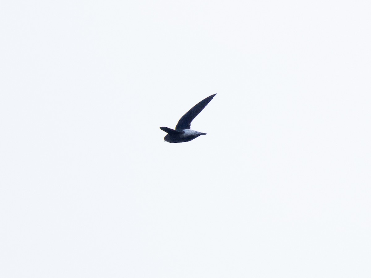 Pale-rumped Swift - ML632542184