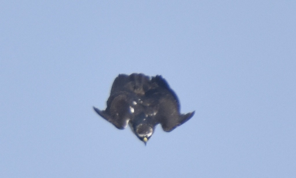 Rufous-bellied Eagle - ML632542189