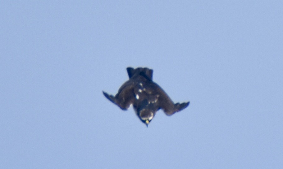 Rufous-bellied Eagle - ML632542190