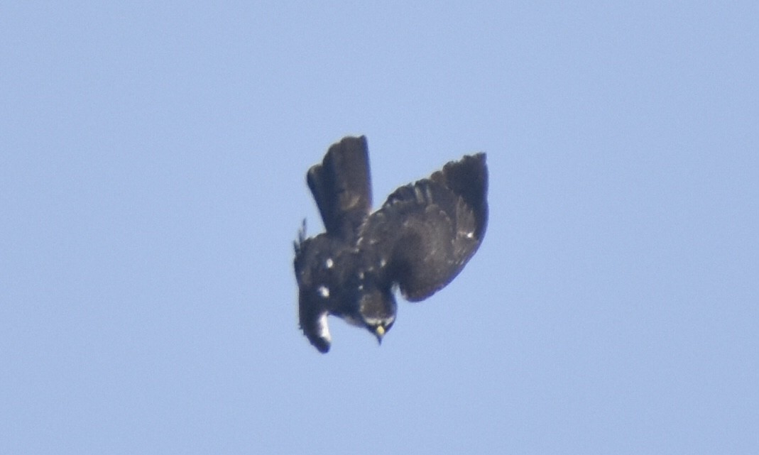 Rufous-bellied Eagle - ML632542191