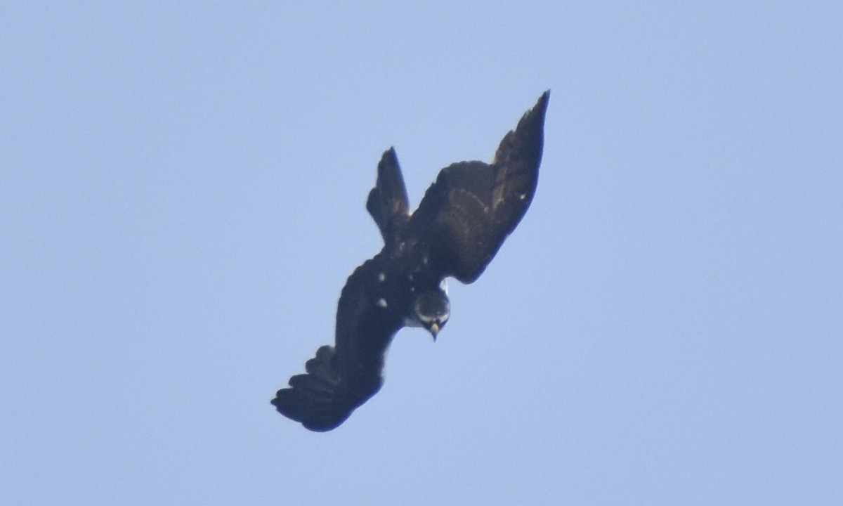 Rufous-bellied Eagle - ML632542192