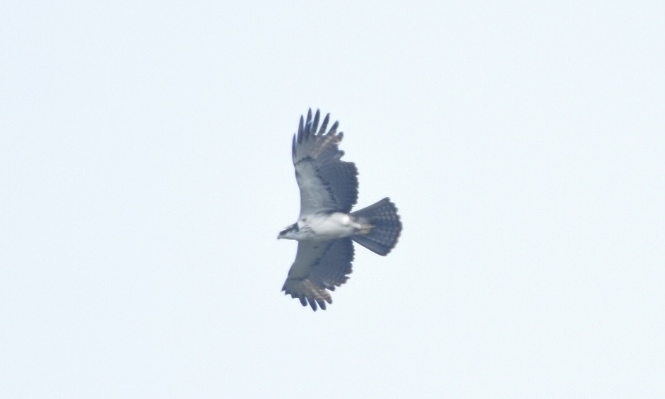 Rufous-bellied Eagle - ML632542193
