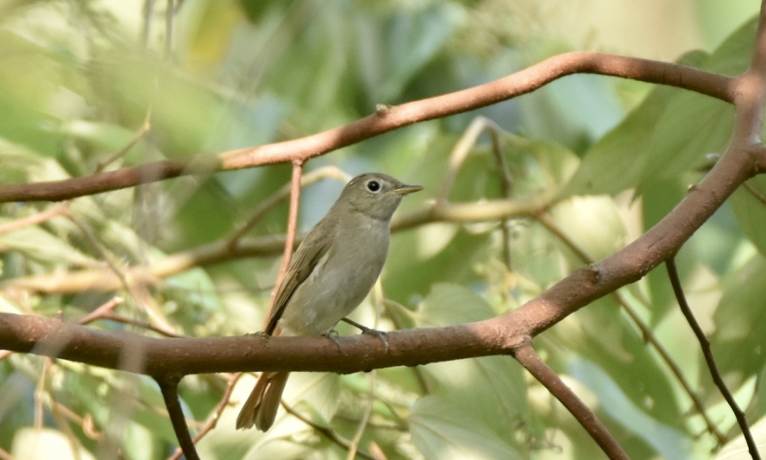 Rusty-tailed Flycatcher - ML632542226