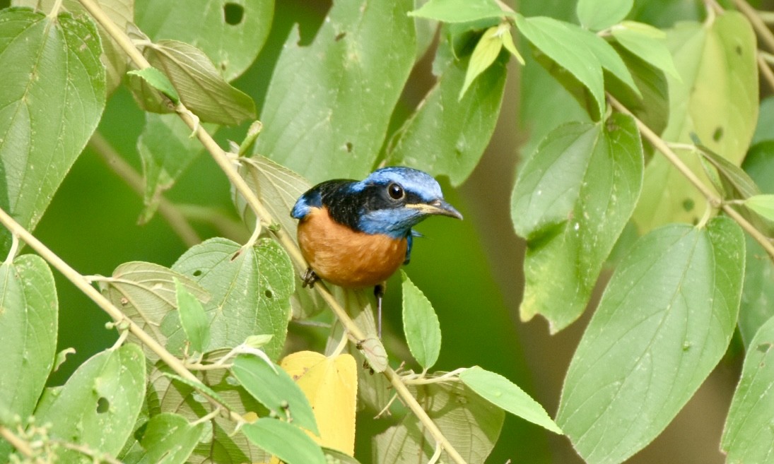 Blue-capped Rock-Thrush - ML632542232