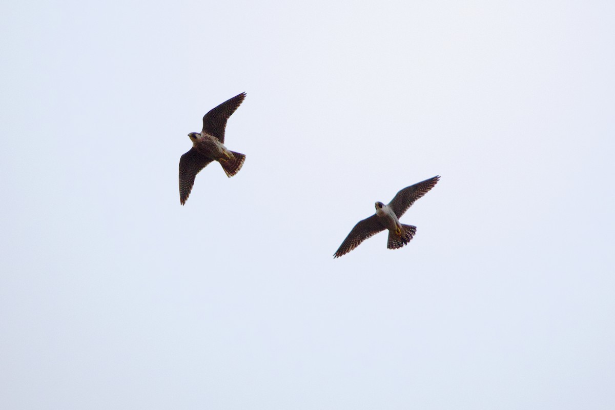 Peregrine Falcon - ML632542244