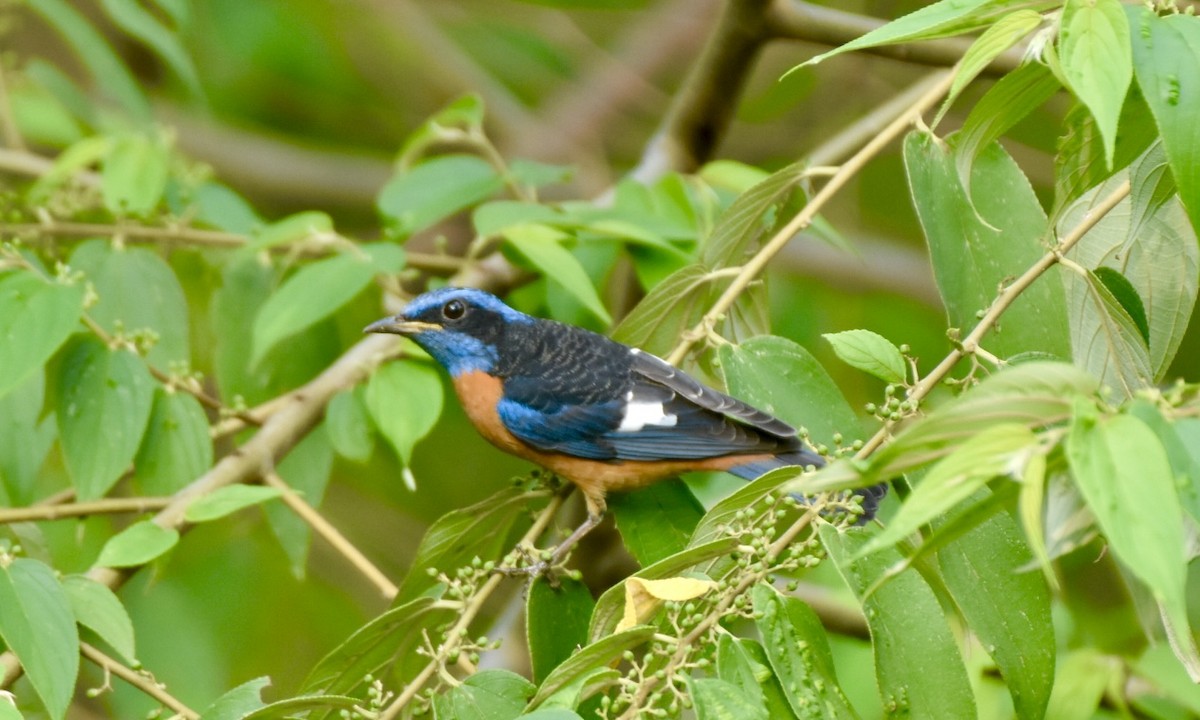 Blue-capped Rock-Thrush - ML632542249