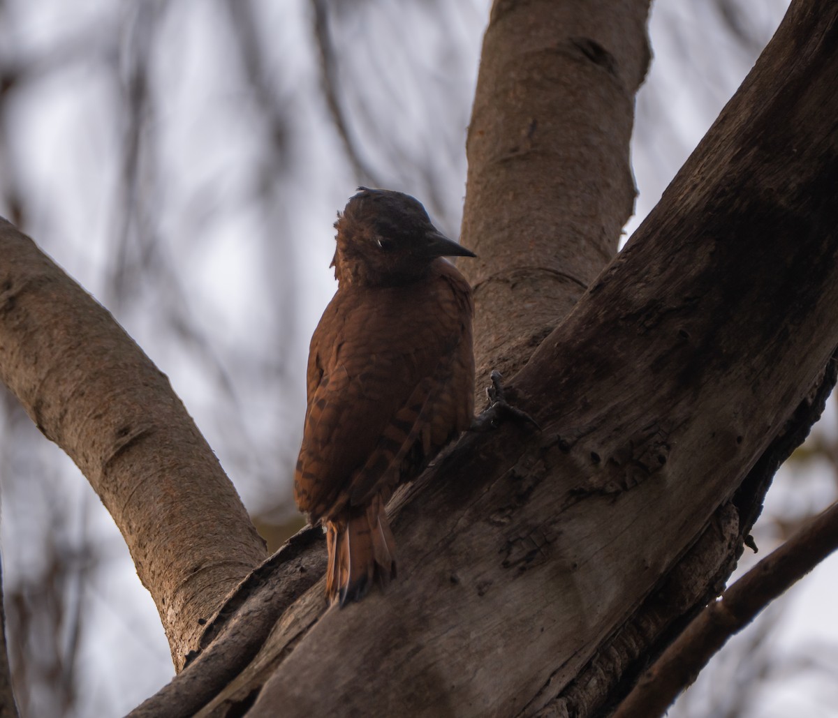 Rufous Woodpecker - ML632542463
