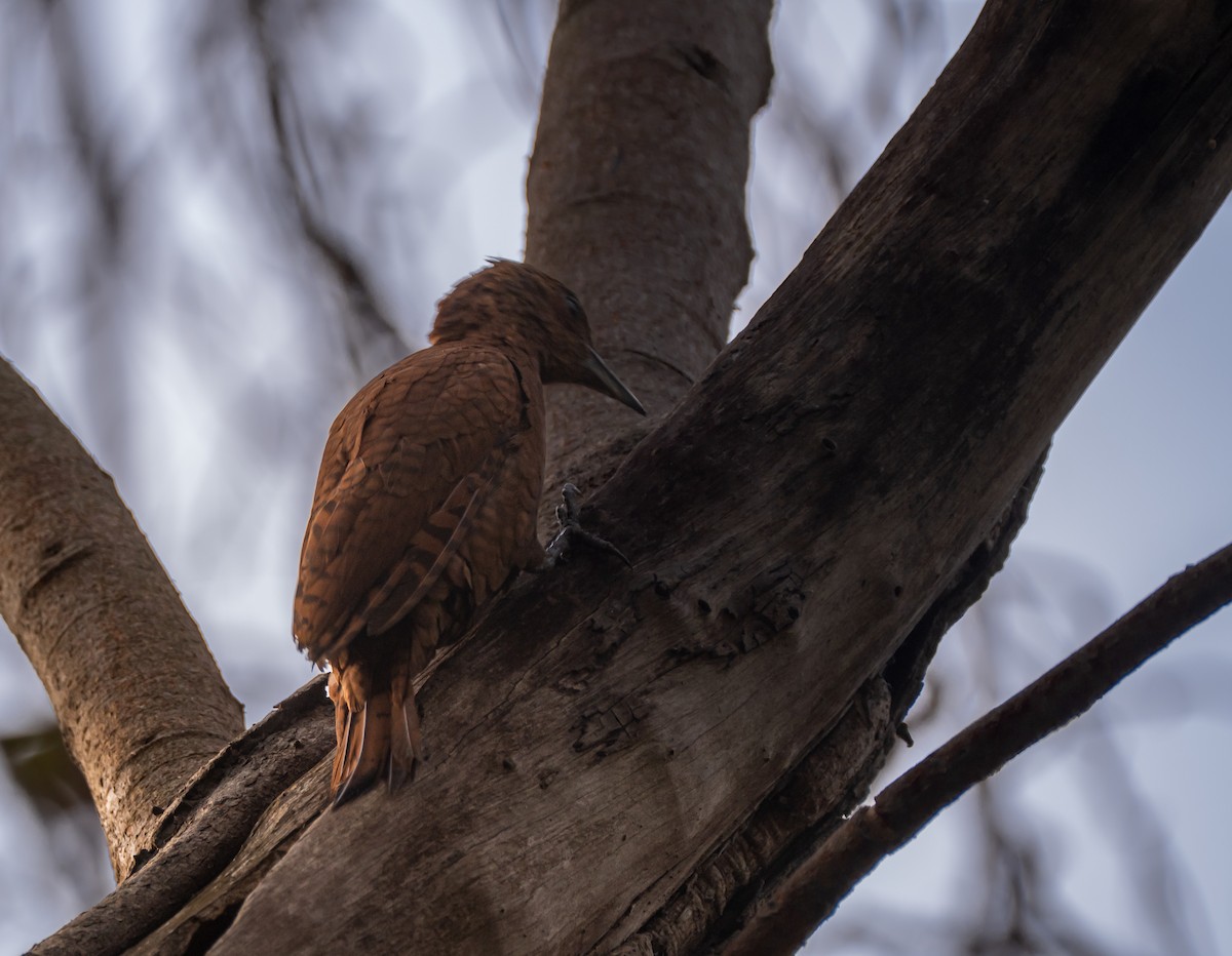 Rufous Woodpecker - ML632542464