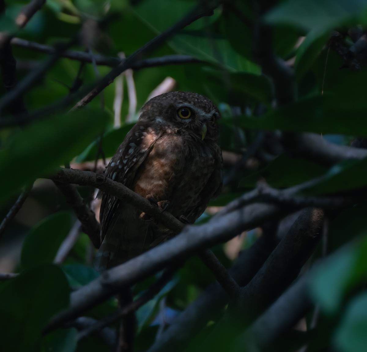 Spotted Owlet - ML632542476