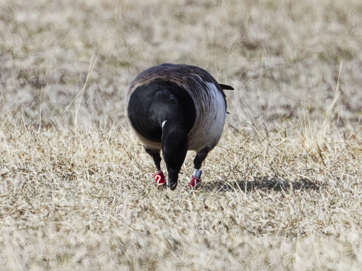 Brant (Atlantic) - ML632542536
