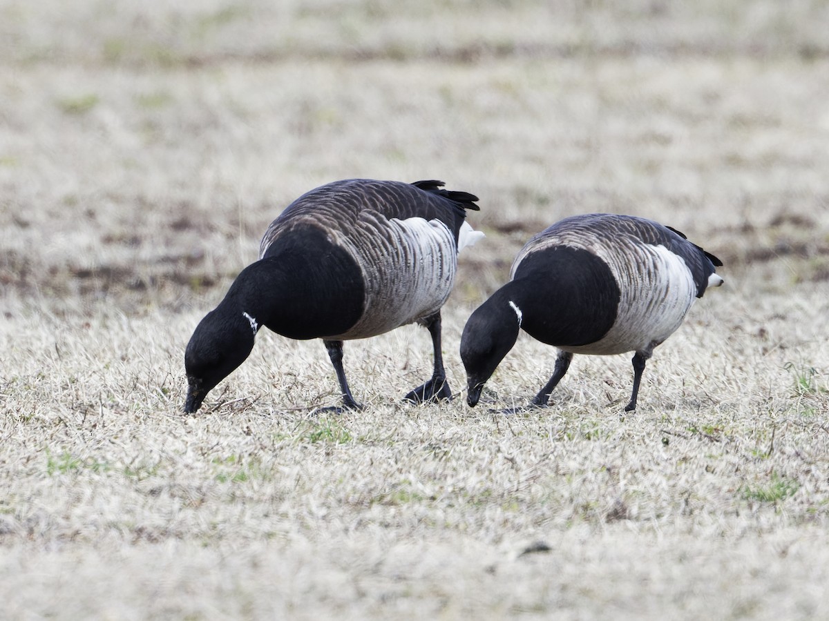 Brant (Atlantic) - ML632542537