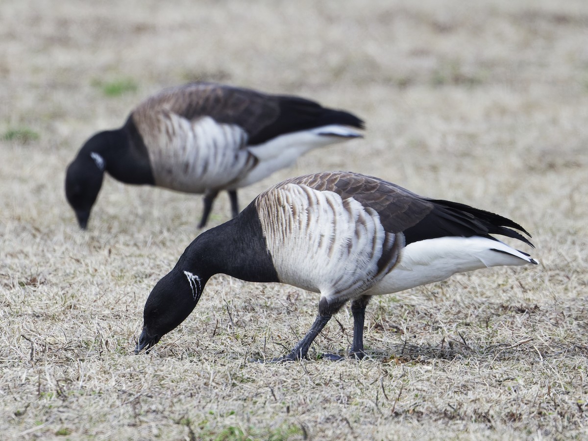 Brant (Atlantic) - ML632542538